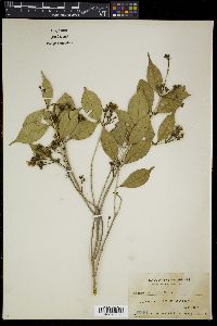 Image of Syzygium calcicolum