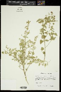 Abutilon fruticosum image