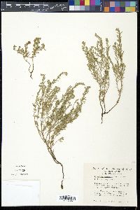 Oenothera canescens image