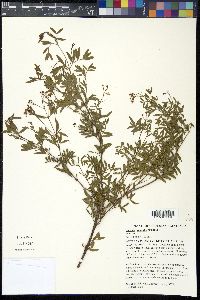 Image of Boronia amabilis