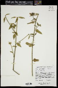 Image of Pavonia angustifolia