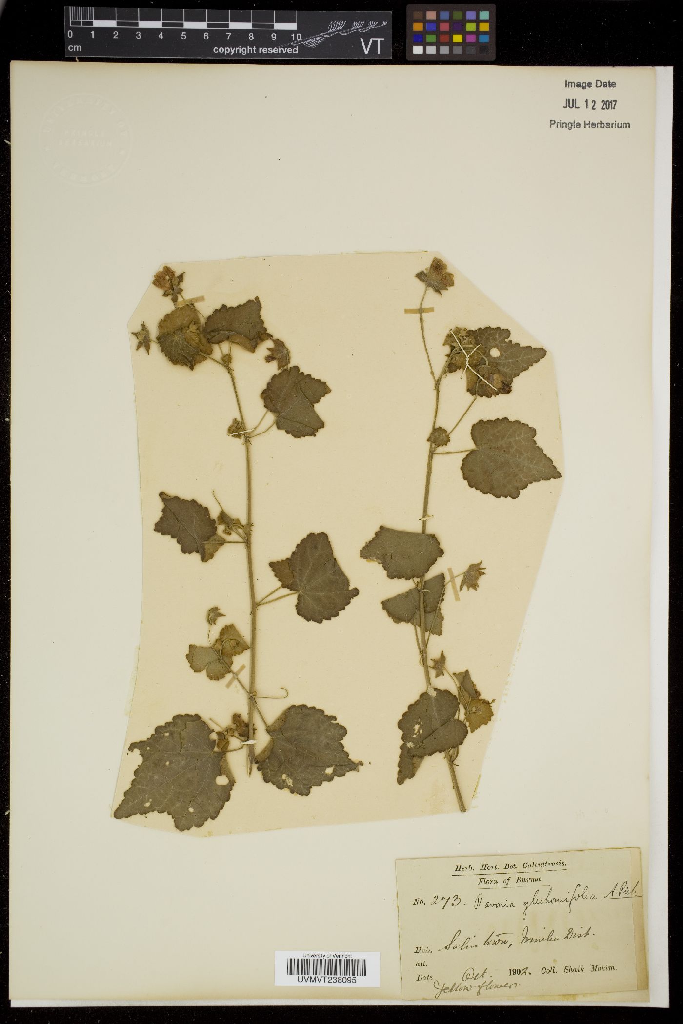 Pavonia glechomifolia image