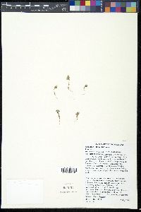 Linanthus killipii image