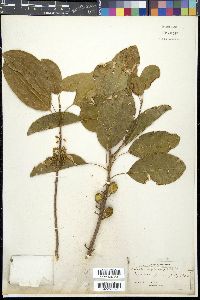 Image of Sideroxylon mastichodendron