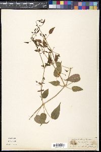 Rubia cordifolia image