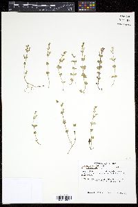 Image of Clinopodium brownei