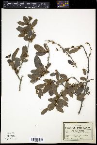 Image of Bumelia peninsularis
