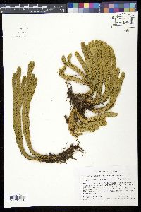 Image of Lycopodium crassum