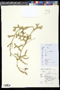 Image of Palhinhaea cernua