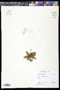 Image of Anemia oblongifolia