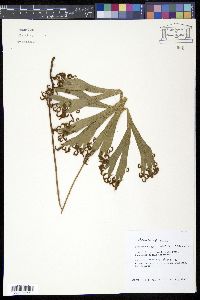 Image of Schizaea elegans
