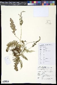 Image of Dennstaedtia hirsuta