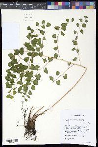 Image of Pellaea cordifolia