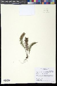 Image of Lellingeria apiculata