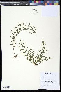 Image of Pleopeltis lindeniana