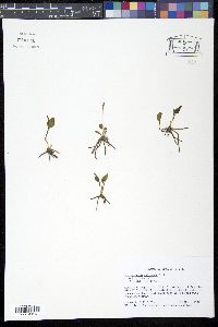Image of Ophioglossum nudicaule