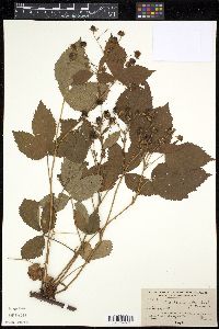 Image of Rubus abbrevians
