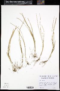Image of Allium canadense