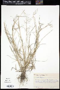Image of Eragrostis swallenii