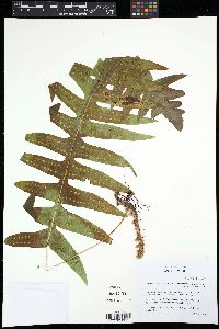 Image of Polypodium arcanum