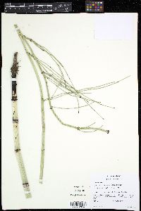 Image of Equisetum myriochaetum