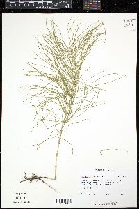 Image of Equisetum pratense