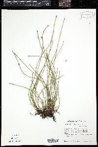 Image of Equisetum variegatum