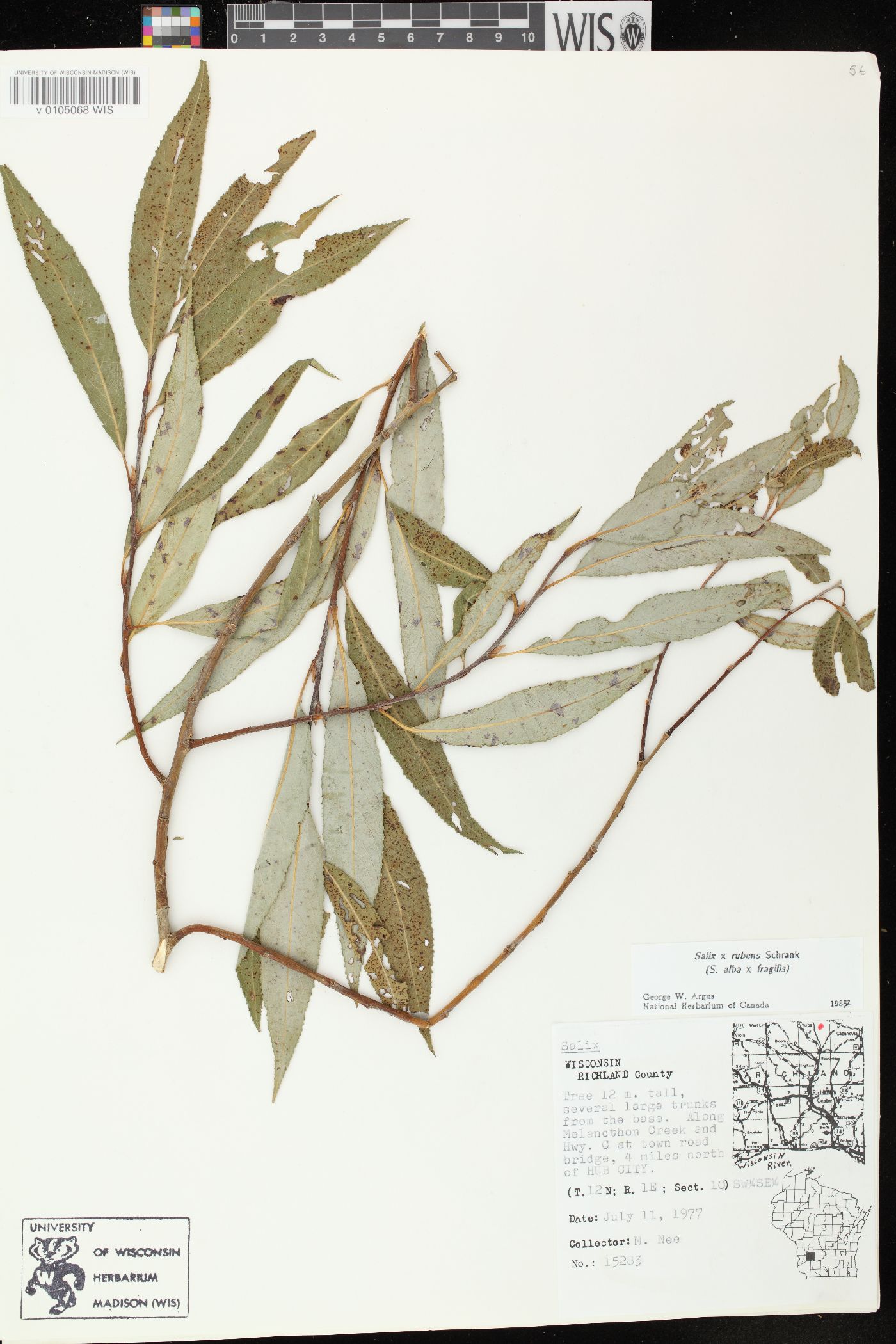 Salix x rubens image