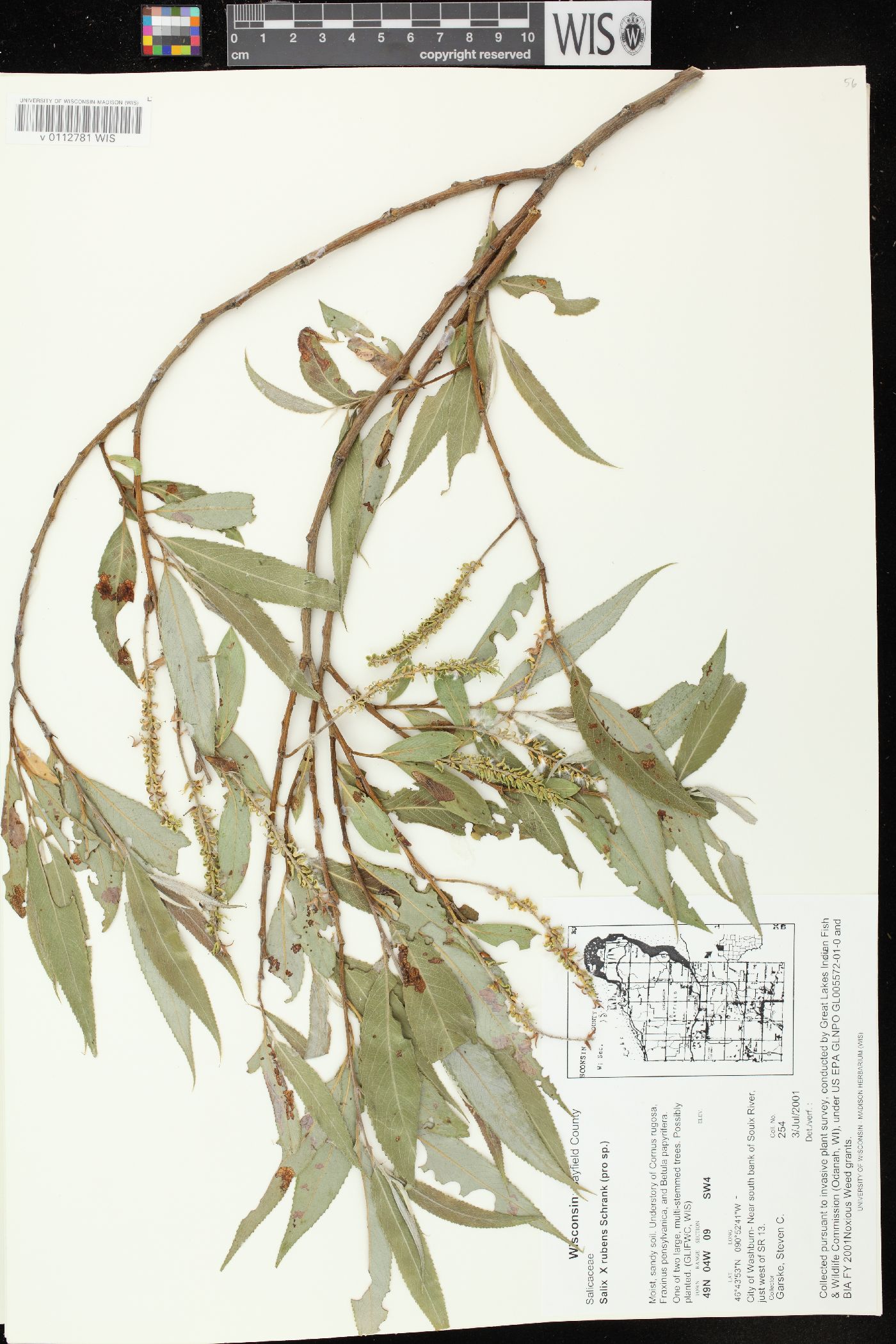 Salix x rubens image
