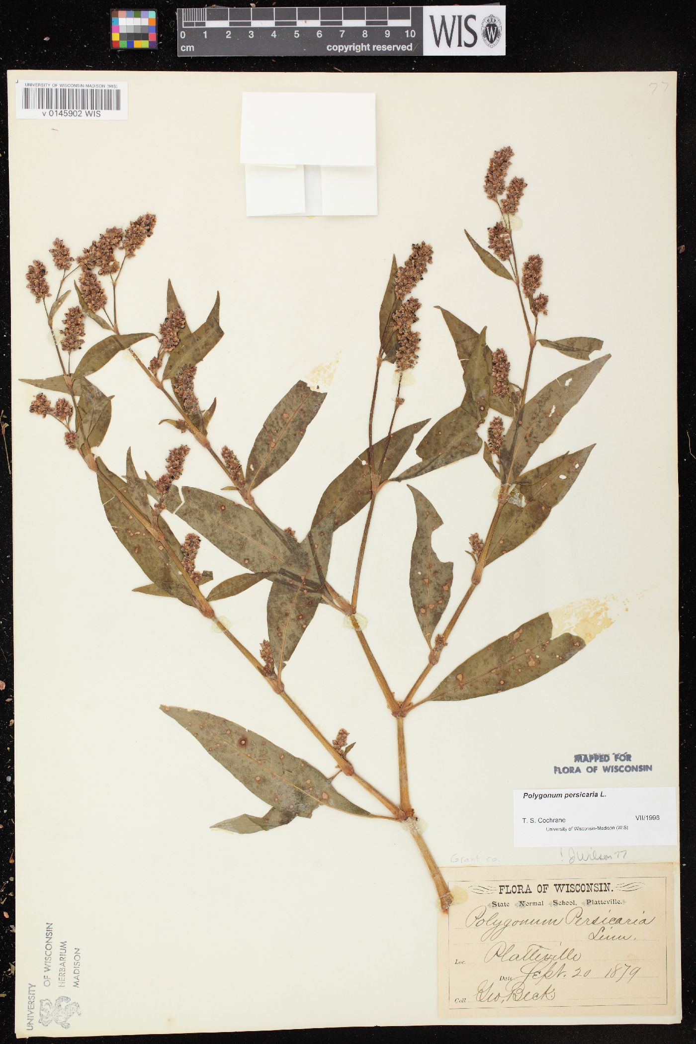 Persicaria maculosa image