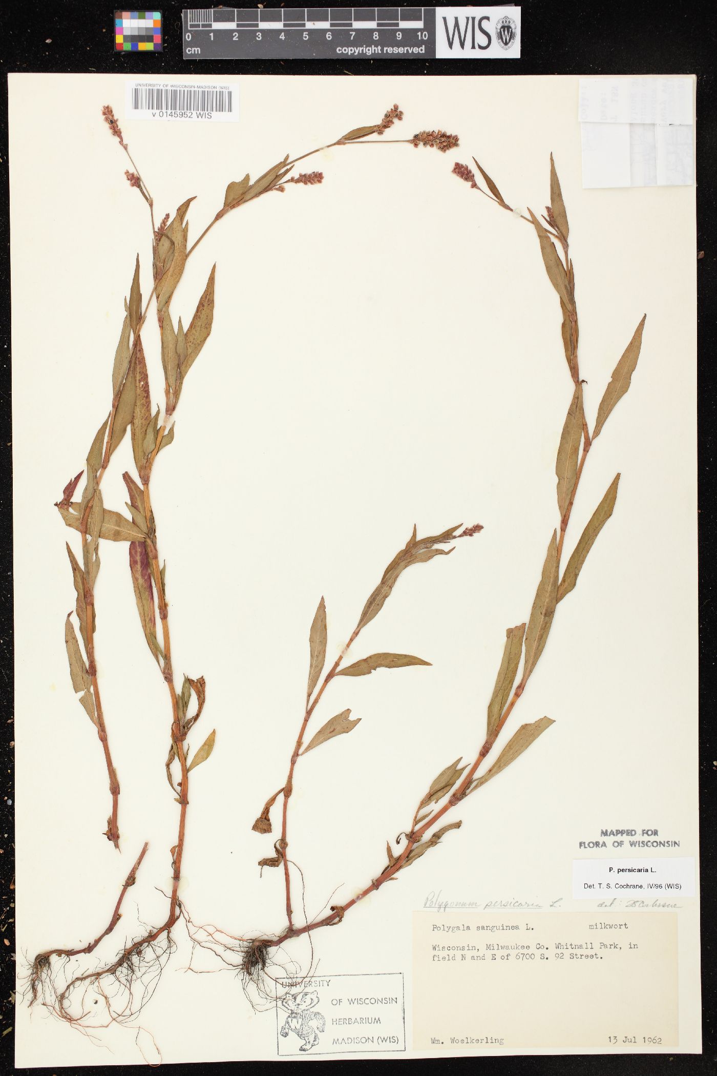 Persicaria maculosa image