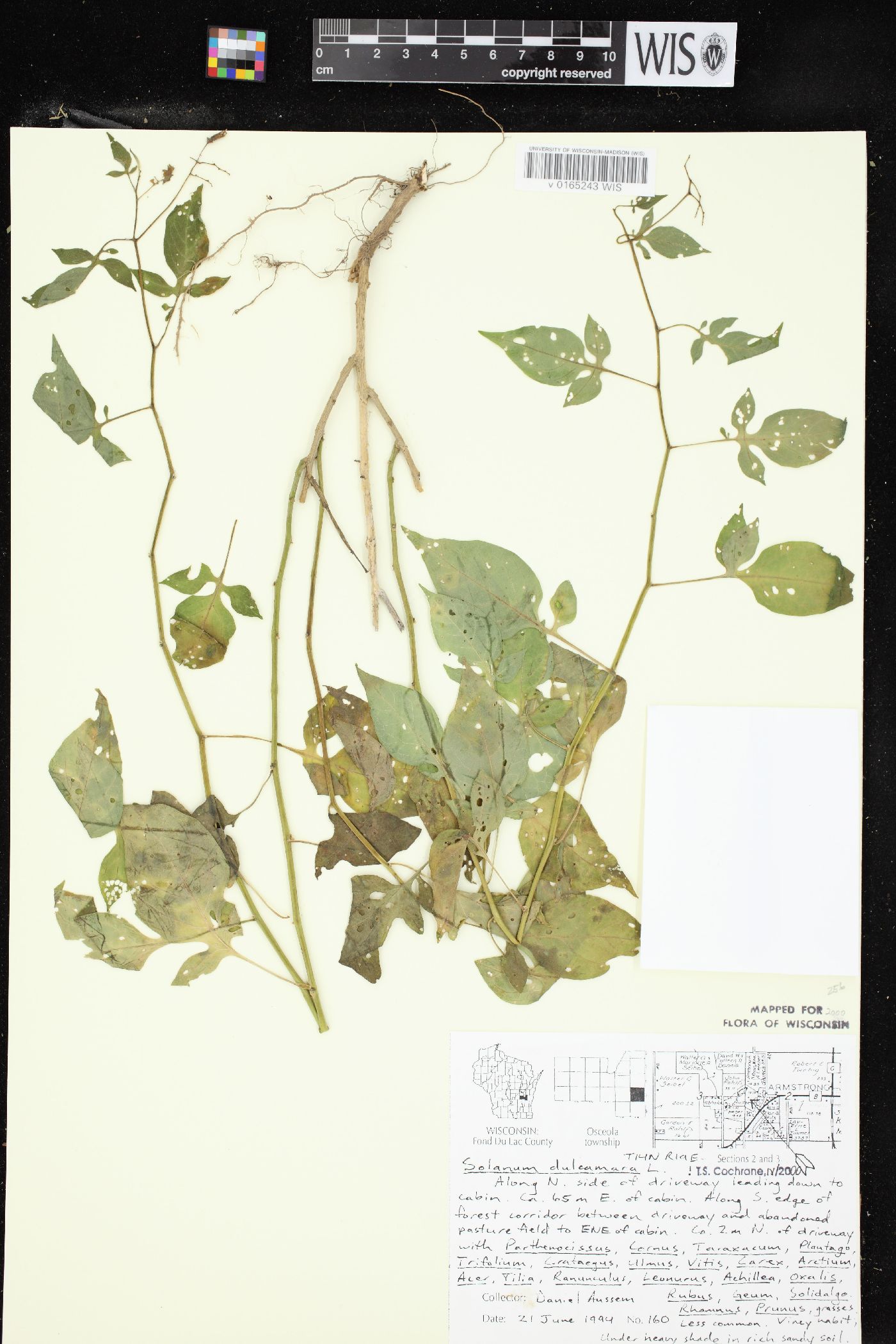 Solanum dulcamara image