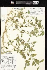 Image of Solanum sarachoides