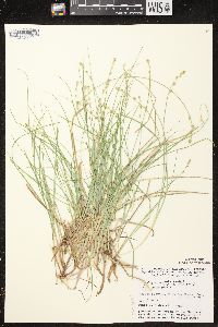 Carex canescens image