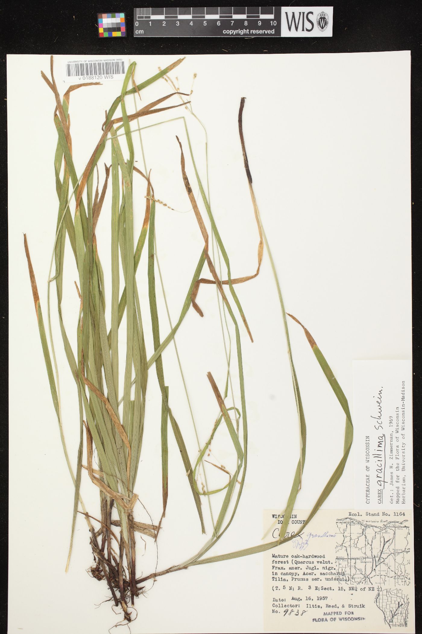 Carex gracillima image