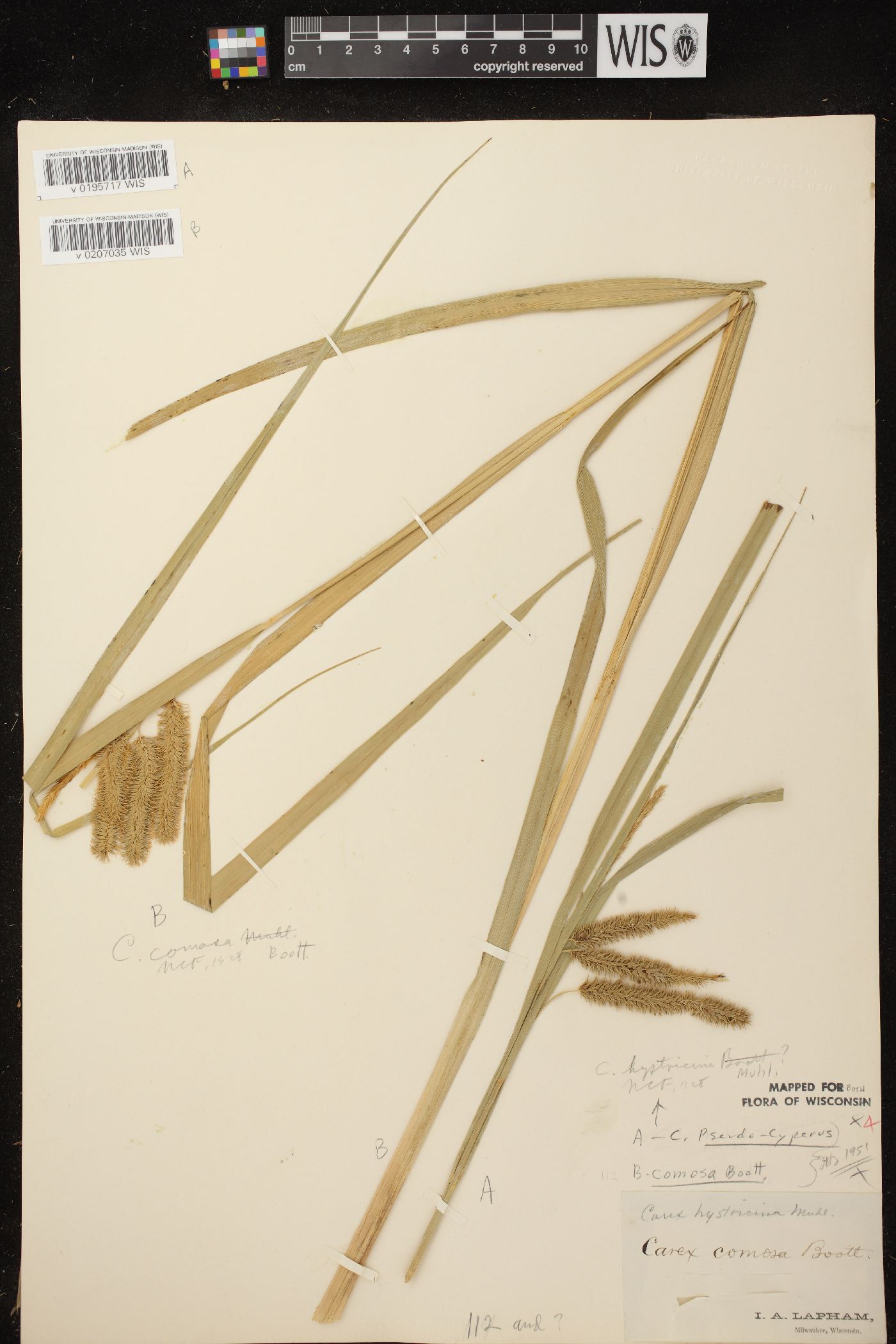 Carex pseudocyperus image