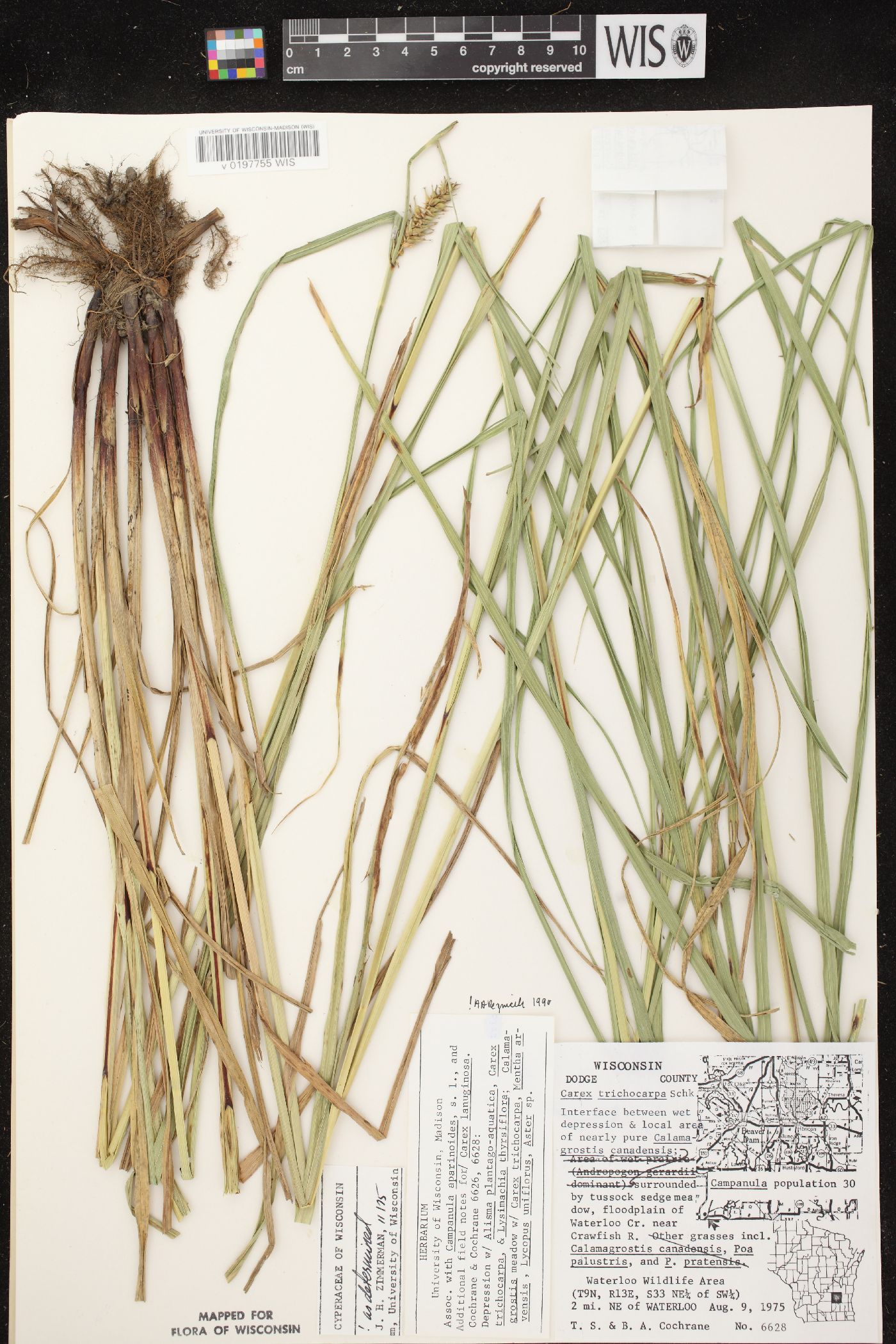 Carex trichocarpa image