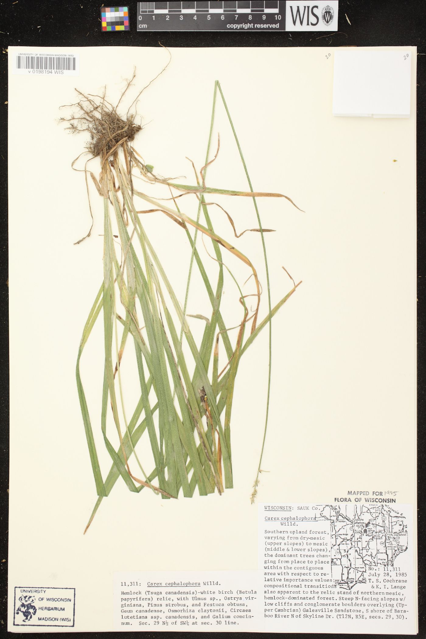 Carex cephalophora image