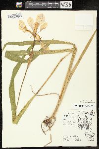 Iris virginica var. shrevei image
