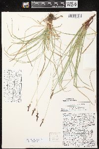 Image of Carex lucorum