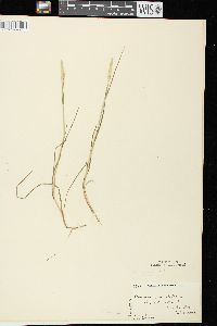 Alopecurus aequalis image