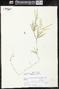 Image of Potamogeton obtusifolius