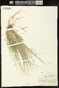 Image of Carex rugosperma