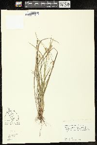 Image of Carex styloflexa