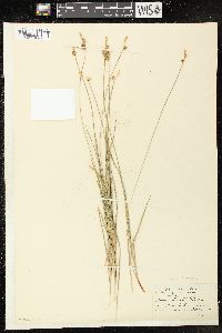 Image of Carex torreyi