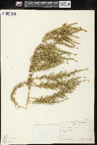 Chenopodium multifidum image