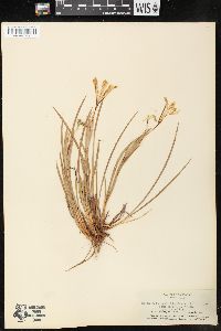 Image of Iris amabilis
