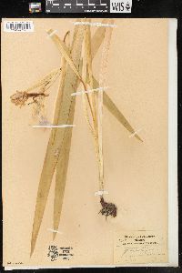 Iris foliosa image
