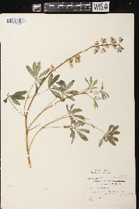 Image of Lupinus perennis var. perennis
