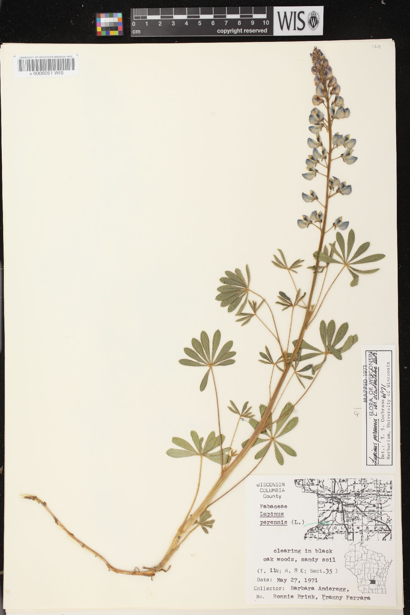 Lupinus perennis var. occidentalis image
